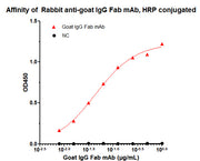 HRP-conjugated Rabbit anti-Goat IgG Fab mAb