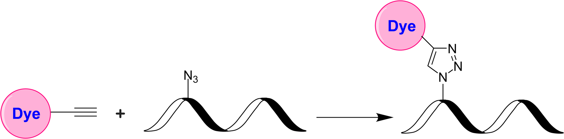 XFD488 alkyne - AAT Bioquest