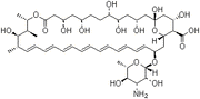 Amphotericin B Solubilized