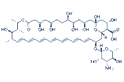 Amphotericin B