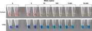 BcaBEST DNA Polymerase ver.2.0 - Real-time PCR - Takara Bio