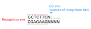 BspQ I - mRNA and cDNA synthesis - Takara Bio