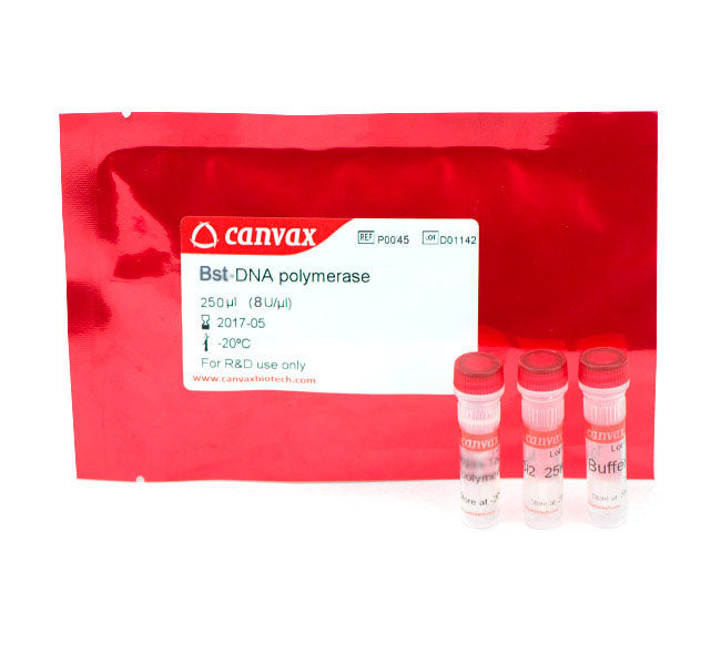 Bst DNA Polymerase