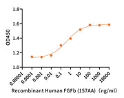 Recombinant Human FGFb (157AA)