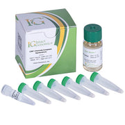 C58C1 Agrobacterium Chemically Competent Cells