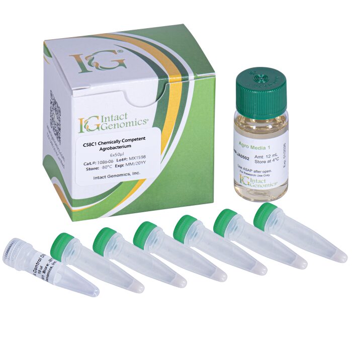 C58C1 Agrobacterium Chemically Competent Cells