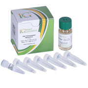 C58C1 Agrobacterium ElectroCompetent Cells