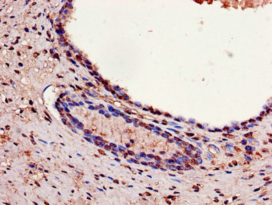 Immunohistochemistry of paraffin-embedded human pancreatic tissue using CAC07001 at dilution of 1:100