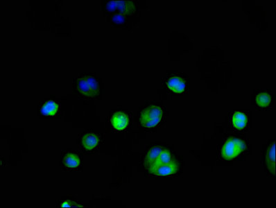 Gapdh Polyclonal Antibody - image 5