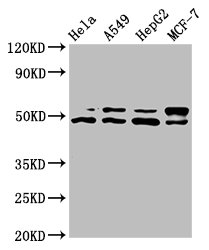 Akt1 Polyclonal Antibody - image 5