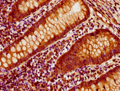 Actb Polyclonal Antibody - image 5