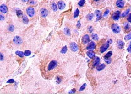 Creb1 Polyclonal Antibody - image 3
