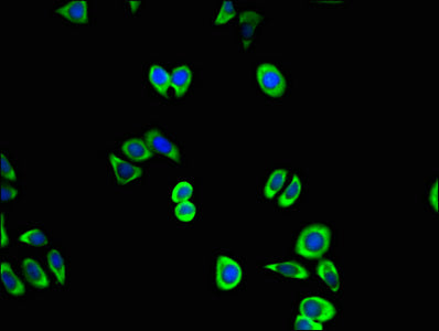Cdk5 Polyclonal Antibody - image 5