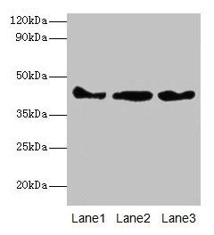 Actb Polyclonal Antibody - image 2