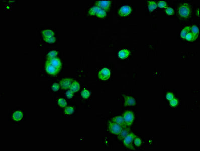 Rela Polyclonal Antibody - image 5