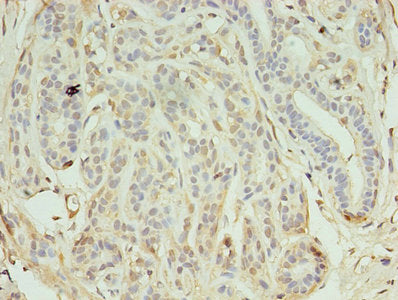 Keap1 Polyclonal Antibody - image 3