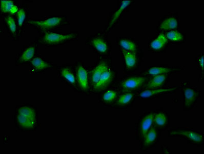Hsp90B1 Polyclonal Antibody - image 4