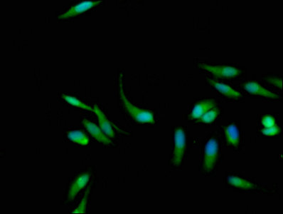 Kras Polyclonal Antibody - image 4