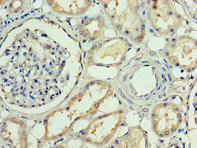 Immunohistochemistry of paraffin-embedded human testis tissue using CAC07117 at dilution of 1:100