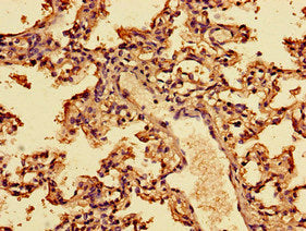 Ifna2 Polyclonal Antibody - image 5