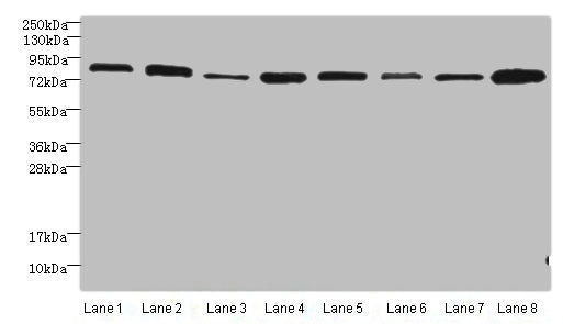 Ago2 Polyclonal Antibody - image 5