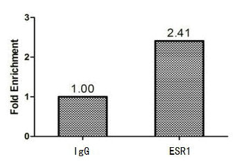 Esr1 Polyclonal Antibody - image 4