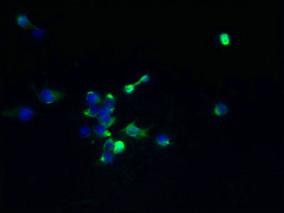 Tmem174 Polyclonal Antibody - image 4