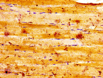 Aldoa Polyclonal Antibody - image 3