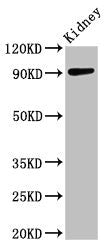 Immunohistochemistry of paraffin-embedded human liver tissue using CAC07201 at dilution of 1:100