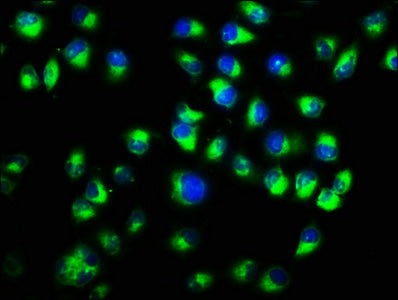 Ctnna1 Polyclonal Antibody - image 4