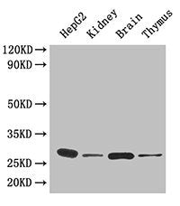Immunohistochemistry of paraffin-embedded human prostate tissue using CAC07214 at dilution of 1:20