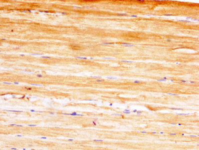 Ywhah Polyclonal Antibody - image 5