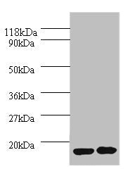 Il1Rn Polyclonal Antibody - image 2
