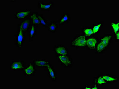 Smurf1 Polyclonal Antibody - image 5