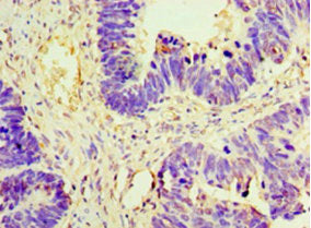 Immunohistochemistry of paraffin-embedded human small intestine tissue using CAC07283 at dilution of 1:100
