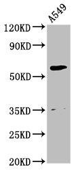Amh Polyclonal Antibody - image 5