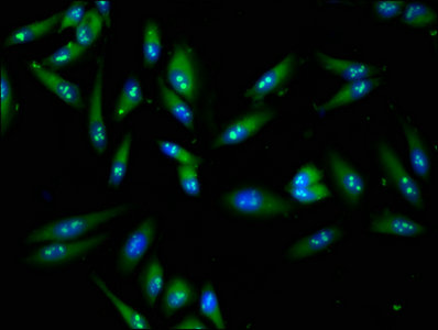 Fasn Polyclonal Antibody - image 4