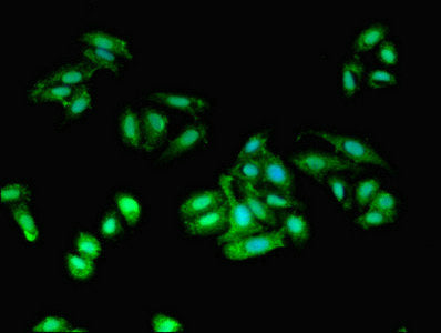 Aif1 Polyclonal Antibody - image 4