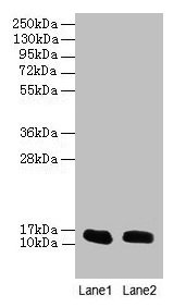 Immunohistochemistry of paraffin-embedded human liver tissue using CAC07300 at dilution of 1:100