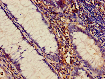 Immunohistochemistry of paraffin-embedded human thymus tissue using CAC07337 at dilution of 1:100