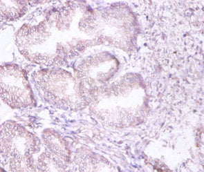Immunohistochemistry of paraffin-embedded human placenta tissue using CAC07343 at dilution of 1:100
