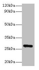 Fgf23 Polyclonal Antibody - image 2