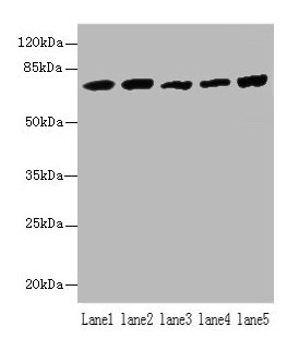 Hspa1B Polyclonal Antibody - image 2