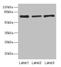 Afp Polyclonal Antibody - image 2