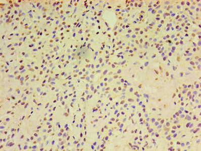 Immunohistochemistry of paraffin-embedded human kidney tissue using CAC07410 at dilution of 1:100