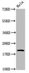 Arf6 Polyclonal Antibody - image 4