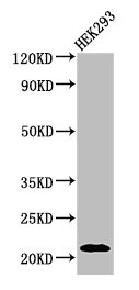 Atf3 Polyclonal Antibody - image 4