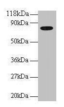 Tf Polyclonal Antibody - image 2