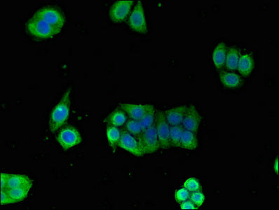 Gpi Polyclonal Antibody - image 5