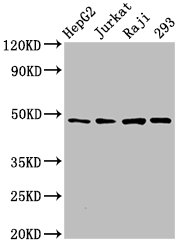 Immunohistochemistry of paraffin-embedded human kidney tissue using CAC07416 at dilution of 1:100